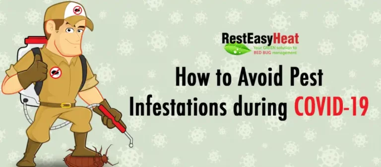 How to avoid pest infestations during COVID-19