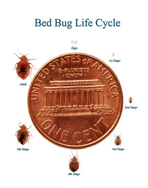 bed-bug-life-cycle