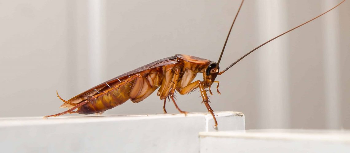BEWARE: The Rise of the Cockroaches