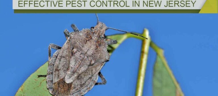 Don’t Let Stink Bugs Invade Your Home: Effective Pest Control in New Jersey