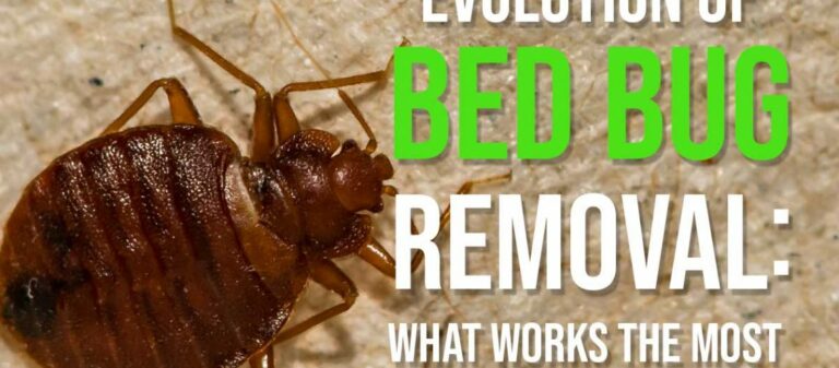 Evolution of Bed Bug Removal: What Works the Most