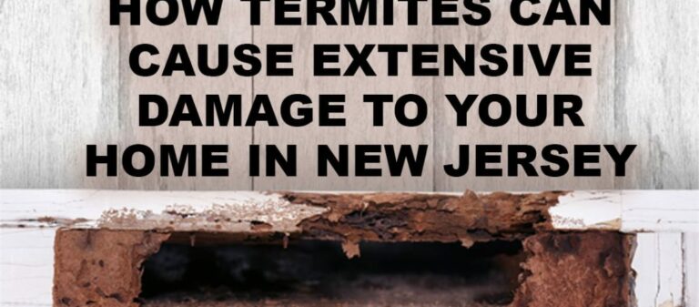 How Termites Can Cause Extensive Damage to Your Home in New Jersey