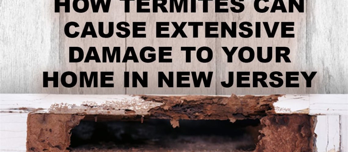 You may not realize it, but termites can cause extensive damage to your home, and it’s happening right under your nose. Termites are sneaky, destructive creatures that pose a significant threat to homeowners in New Jersey. They thrive on wood and other cellulose materials, and if left unchecked, they can cause extensive damage to the structure of your home. In this blog post, we’ll take a closer look at how termites can cause damage to your property, the signs of an infestation to watch out for, and how you can protect your home from these pesky pests. How termites can cause damage to your home How termites can cause damage to your home Termites feed on cellulose materials such as wood, paper, and cardboard. They build their colonies within your home, starting at the foundation and working to the upper floors. They create tunnels and galleries as they consume the wood, giving them a clear path to navigate through your home. These passageways can weaken the structure of your home, making it susceptible to collapse. Signs of a termite infestation Signs of a termite infestation Termites thrive in moist environments, and New Jersey is known for its humid climate. Moisture attracts termites, and they will begin to infest an area in search of it. Moisture also damages wooden structures and makes them more vulnerable to termite infestations. You can prevent moisture buildup in your home by fixing leaks, improving ventilation, and storing firewood away. Knowing the signs of a termite infestation is essential so you can address the problem before it becomes too severe. Common symptoms of an infestation include mud tubes on exterior walls, piles of wings near windows or doors, and hollow-sounding wood. You may also notice small holes in drywall, wallpaper, and swollen floors or ceilings. If you notice any of these signs, contact a pest control professional immediately. Termites Eat Wood From the Inside Out Termites Eat Wood From the Inside Out One of the dangers of termites is that they feed on wood from the inside out, which makes them difficult to detect. Termites can go undetected for years, and the damage may already be extensive by the time you notice signs of an infestation. Symptoms of a termite infestation include discarded wings, mud tubes, and small holes in wooden structures. To prevent and treat a termite infestation, it’s essential to have regular inspections done by a professional pest control company. Termites Can Destroy Your Homes Foundation Termites Can Destroy Your Home’s Foundation Termites don’t just eat through wooden structures, they can also eat through concrete and brick to get to the wooden frames underneath. This means termites can destroy your home’s foundation, which can be a costly and dangerous problem. If you suspect that you have a termite infestation, it’s essential to act quickly to prevent further damage. Termite Prevention Termite Prevention Prevention is the best way to protect your home from a termite infestation. Make sure to keep firewood and other cellulose materials away from your home’s foundation. Repair any leaks in your plumbing system to prevent excess moisture and remove any dead trees or stumps from your yard. Regular inspections by a pest control professional can also catch signs of an infestation early on, preventing extensive damage. Termite Treatment Termite Treatment If you do have a termite infestation, treatment options include chemical treatment and baiting systems. Chemical treatment involves applying termiticides to the soil around your home to kill off the colony. Baiting systems use slow-acting pesticides to eliminate the entire colony. The best course of action depends on the severity of the infestation and the type of termites present. Why you should act fast Why you should act fast Termites can cause extensive damage to your home, and the longer you wait to address the problem, the more it will cost to fix. Termites are not only destructive to the structure of your home, but they can also damage furniture, books, and other belongings. The earlier you catch the problem, the less damage will occur, saving you time and money in the long run. All in all, termites are a real threat to homeowners in New Jersey. They can cause extensive damage to the structure of your home, and the longer you wait to address the issue, the more damage they will cause. Understanding the signs of a termite infestation and taking preventative measures is essential in protecting your home from the costly effects of these pesky pests. A termite infestation is not something to be taken lightly. Contact a pest control professional today to ensure your home is protected. Prevention is key Prevention is Key Preventing a termite infestation is the best way to ensure your home remains intact. One way to prevent a termite infestation is to use termite-resistant building materials. You can also create a barrier around your home using treatments that repel termites. Other prevention methods include keeping your home’s foundation and wooden structures dry, trimming plants and trees away from your house, and storing firewood away from your home. Professional Pest Control is Necessary. Professional Pest Control is Necessary. While prevention is key, sometimes a termite infestation can occur despite your best efforts. In cases like these, it’s essential to enlist the help of a professional pest control company. Pest control professionals have the knowledge, experience, and tools to inspect your home, identify any termite infestations, and eradicate them. It’s essential to act quickly when you suspect a termite infestation, as the longer you wait, the more extensive the damage can become. Termites may seem like small and insignificant pests, but they can cause extensive damage to your home in New Jersey. Moisture, hidden feeding habits, and their ability to eat through concrete make termites a serious threat. Fortunately, prevention and quick action can help to prevent and treat a termite infestation. By using termite-resistant building materials, creating a barrier around your home, and enlisting the help of a professional termite exterminator in the Toms River, NJ area, you can keep your home safe from the effects of a termite infestation. Remember, acting now can save you thousands of dollars in the long run.