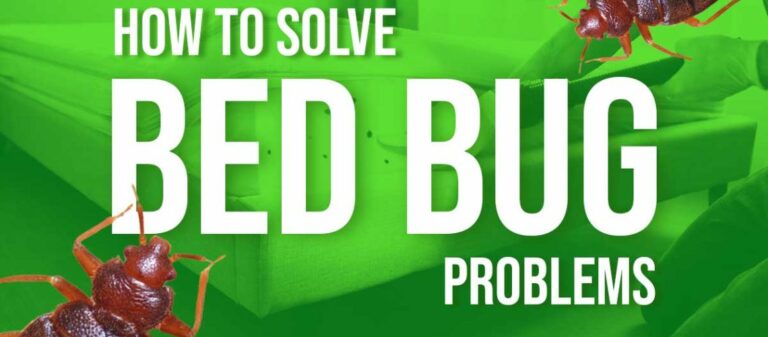 How To Solve Bed Bug Problems