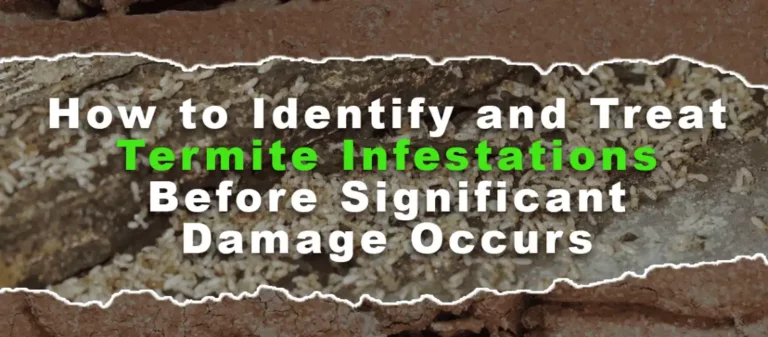 How to Identify and Treat Termite Infestations Before Significant Damage Occurs