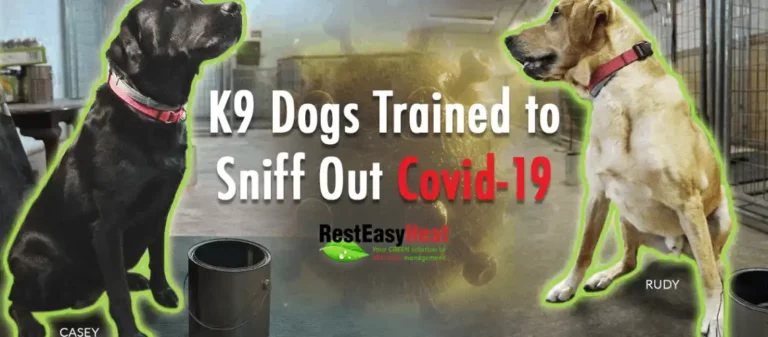 K9 Dogs Trained to Sniff Out Covid-19