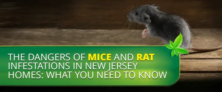 The Dangers of Mice and Rat Infestations in New Jersey Homes: What You Need to Know