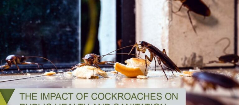 The Impact of Cockroaches on Public Health and Sanitation