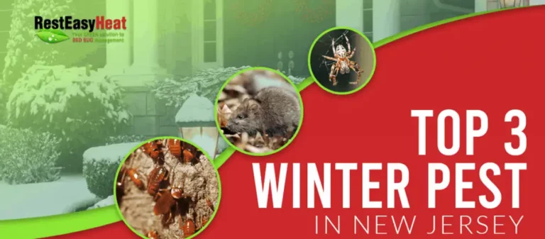 Top 3 Winter Pests in New Jersey