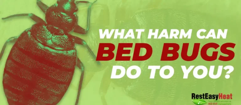 What Harm can Bed Bugs do to you?