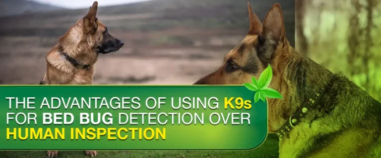 The Advantages of Using K9s for Bed Bug Detection Over Human Inspection