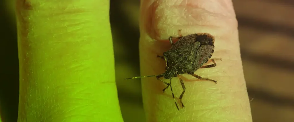Potential Risks of Stink Bugs infestations
