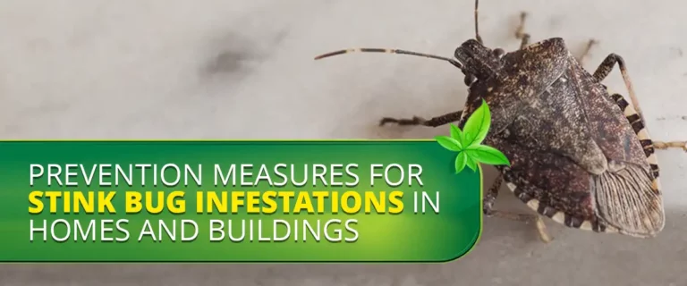 Prevention Measures for Stink Bug Infestations in Homes and Buildings