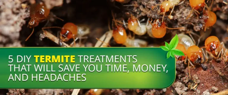 5 DIY Termite Treatments That Will Save You Time, Money, and Headaches