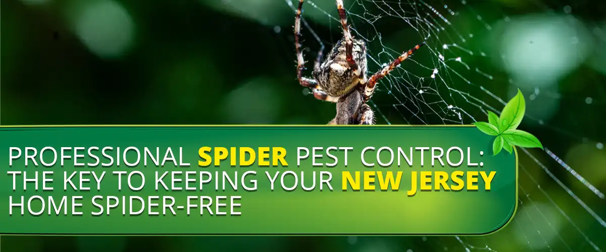 Professional Spider Pest Control - The Key to Keeping Your New Jersey Home Spider-Free