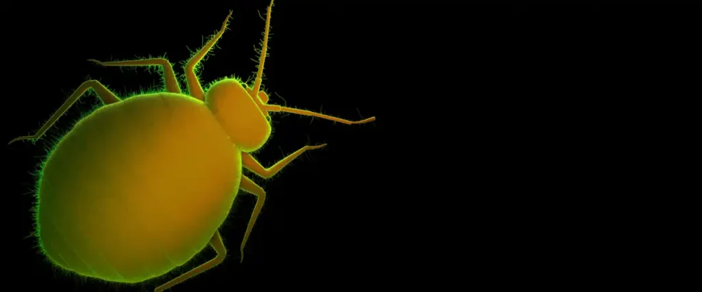 DIY Pest Control vs Professional Services