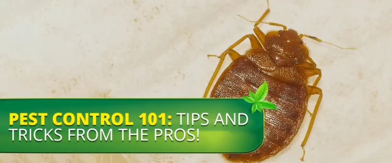Pest Control 101: Tips and Tricks from the Pros!
