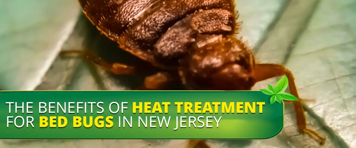 The Benefits of Heat Treatment for Bed Bugs in New Jersey